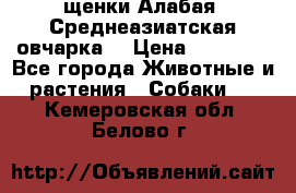 щенки Алабая (Среднеазиатская овчарка) › Цена ­ 15 000 - Все города Животные и растения » Собаки   . Кемеровская обл.,Белово г.